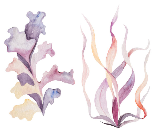 Set von handgezeichneten Aquarell-Algen Illustration in pastellrosa und hellviolett isoliert auf weiß. Unterwasser-Illustration für Grußkarten, Hochzeitseinladungen am Sommerstrand und andere Druck- und Bastelprojekte - Foto, Bild