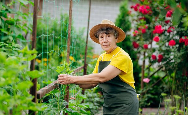 Happy Senior woman farmer in a hat works in small agricultural farm and grows cucumbers. Concept of a small agribusiness and work at retirement age - Фото, изображение