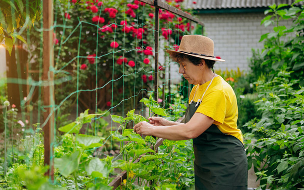 Happy Senior woman farmer in a hat works in small agricultural farm and grows cucumbers. Concept of a small agribusiness and work at retirement age - 写真・画像