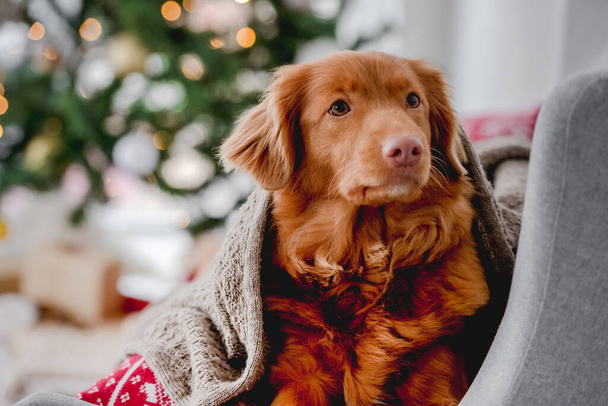 Toller retriever in Christmas time - Фото, изображение