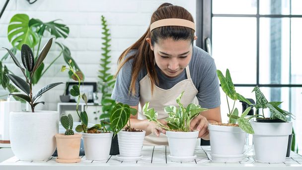 Asian woman gardener in casual clothes, taking care for plants after transplanting plant into new pot in the room at home while hobby activity, Concept of home garden - Valokuva, kuva