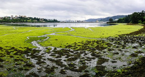 Final area of a Galician estuary with a green meadow in the foreground - Valokuva, kuva