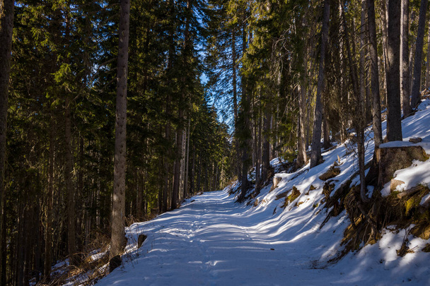 Cette photo de paysage a été prise en Europe, en France, en Rhône Alpes, en Savoie, dans les Alpes, en hiver. On voit un sentier forestier dans le massif du Mont Blanc, sous le Soleil. - Photo, image
