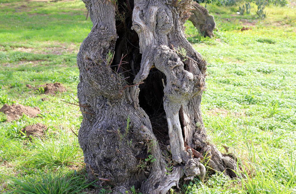 Textura seca de casca de árvore em um parque da cidade, close-up  - Foto, Imagem