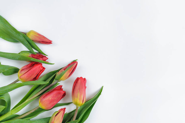 Bouquet of red tulips in the corner on a white background with copy space for text. Top view, selective focus - 写真・画像