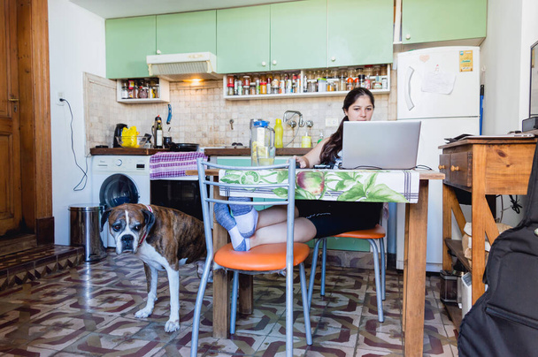 Перед очима - молода каукасівська венезуелька на кухні свого будинку, яка сидить на ноутбуці, а її боксер-собака стоїть поруч із нею. - Фото, зображення