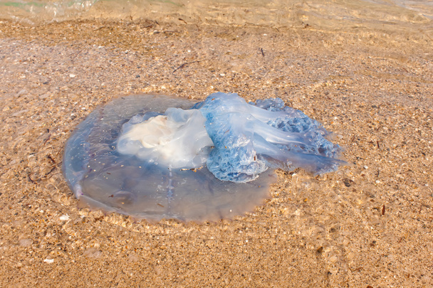 Jellyfish on the beach - Photo, Image