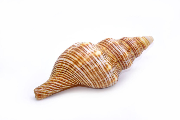 Seashell απομονώνονται σε λευκό φόντο. Θαλασσινό κέλυφος - Φωτογραφία, εικόνα