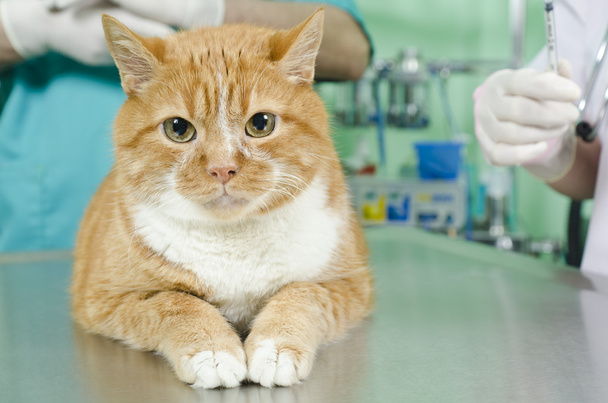 Garfield to the vet - Foto, afbeelding