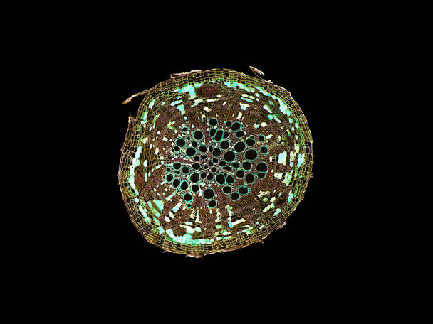 διατομή κομμένη φέτα του μίσχου των φυτών κάτω από το μικροσκόπιο μικροσκοπική άποψη των φυτικών κυττάρων για βοτανική εκπαίδευση υψηλής ποιότητας - Φωτογραφία, εικόνα
