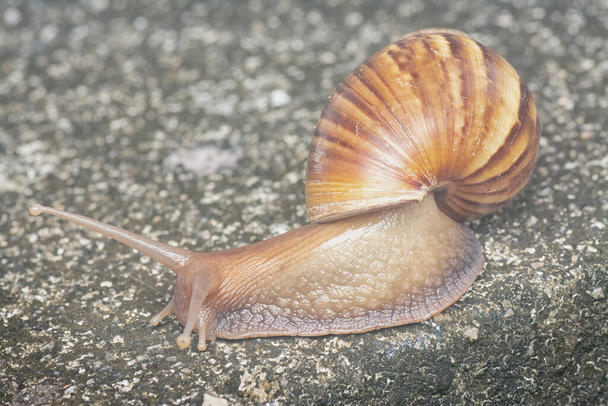 Акатіна фуріка равлик повзе навколо стоку
 - Фото, зображення