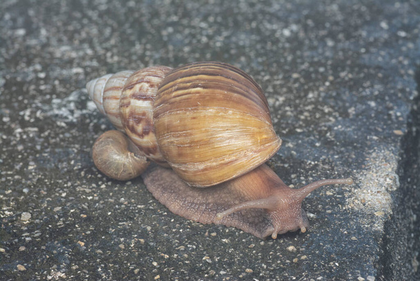 Акатіна фуріка равлик повзе навколо стоку
 - Фото, зображення