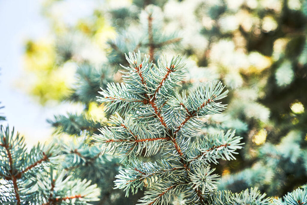 Beautiful spruce tree image - Foto, Imagen