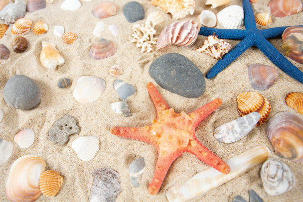 conchas de mar de colores y pebles en la arena
 - Foto, Imagen