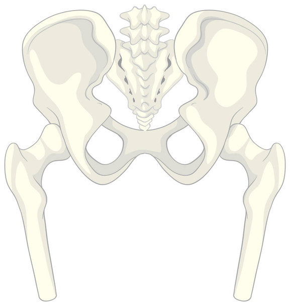 Anatomía pelvis humana sobre fondo blanco ilustración - Vector, Imagen