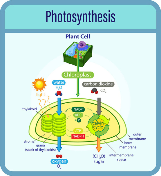 Diagramme montrant le processus de photosynthèse avec illustration végétale et cellulaire - Vecteur, image