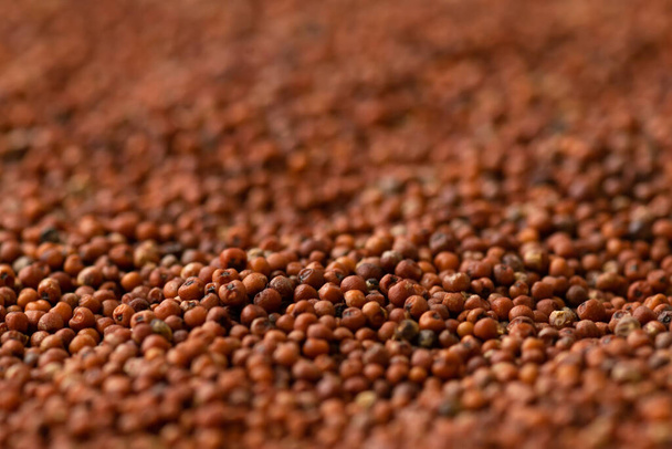 Macro photo of finger millet with selective focus and blurry background with bokeh. It is very nutritive cereals consumed in various regions of India and also known as ragi, nachani, kodo. - Photo, image