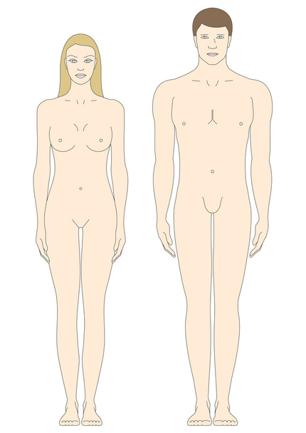mannelijke en vrouwelijke lichaam sjablonen - Vector, afbeelding