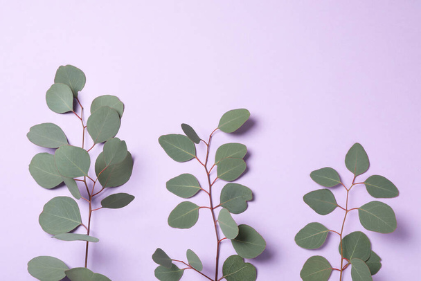 Eucalyptus branches with fresh leaves on violet background, flat lay - Zdjęcie, obraz