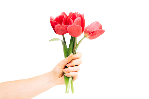 Woman hand with red tulips flowers. Isolated on white - Fotoğraf, Görsel
