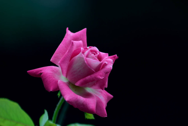 Hybrid tea rose.Beautiful pink rose on a black background. - 写真・画像