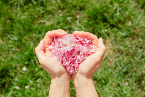 flores de sakura rosa en la mano de la mujer cerca de la cosecha - Foto, imagen