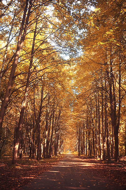 Road in autumn park - Fotografie, Obrázek