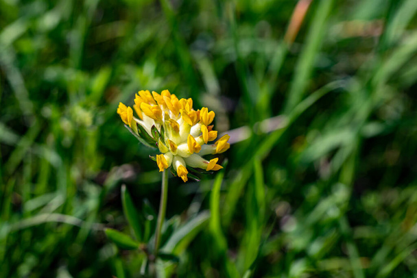 Anthyllis wrażliwych ssp. kwiat alpestris rośnie w górach, zbliżenie - Zdjęcie, obraz