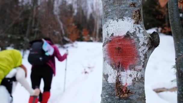 Wandern in den Winterkarpaten, Rumänien. Zwei Personen mit Rucksäcken und Skistöcken besteigen den Gipfel des Giumalau. Schneewald, Baum mit Schild - Filmmaterial, Video