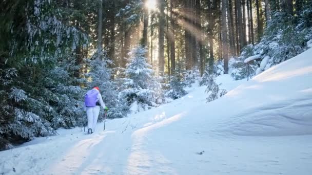 Wanderin in den Winterkarpaten, Rumänien. Frau mit Rucksack und Skistöcken auf den Gipfel des Giumalau. Schneewald - Filmmaterial, Video