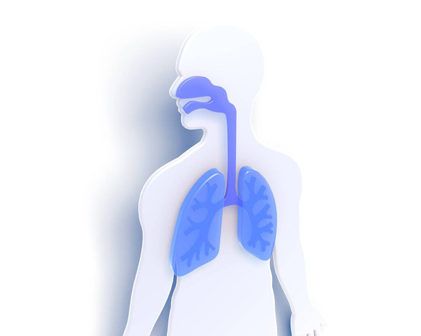 Anatomická 3D ilustrace vnitřku lidského těla zobrazující dýchací systém. Na bílém pozadí se stínem. - Fotografie, Obrázek