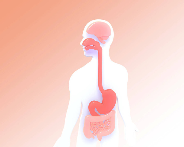 Ανατομική τρισδιάστατη απεικόνιση του εσωτερικού ενός ανθρώπινου σώματος. Εμφάνιση του στομάχου και του λάρυγγα, σε πορτοκαλί ροζ κλίση φόντο. - Φωτογραφία, εικόνα