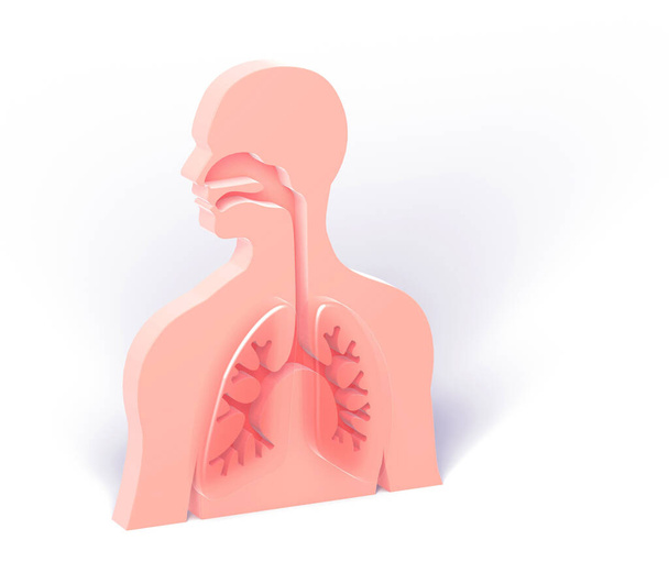 Illustrazione 3d del sistema respiratorio, bronchi rilievo, su una silhouette piatta figura umana, con sfondo bianco e ombra. - Foto, immagini
