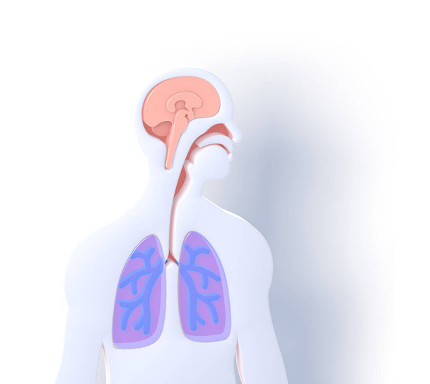 ilustração 3d do sistema respiratório, brônquios de alívio, em uma silhueta figura humana plana, com fundo branco e sombra. - Foto, Imagem