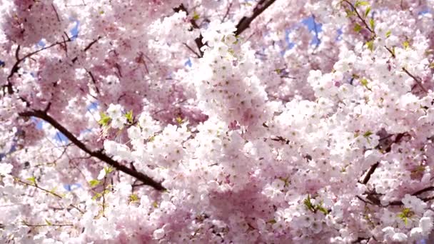 flor de sakura rosa en la naturaleza de primavera, cámara lenta, verano - Imágenes, Vídeo
