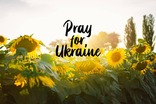 Postal con la inscripción Reza por Ucrania. Hermoso paisaje con girasoles amarillos - Foto, Imagen