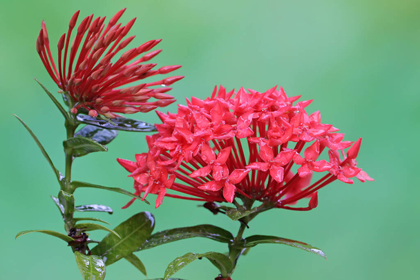 La belleza de la flor china ixora en plena floración. Esta planta tiene el nombre científico Ixora chinensis.  - Foto, imagen