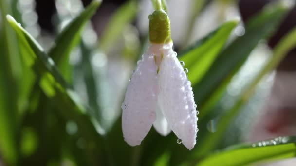 Beyaz çiçek açan kar damlası katlandı ya da Galanthus hafif esintide su damlalarıyla yumuşadı. Düşük açı. Güneş ışığı. Gün doğumu. Yavaş çekim - Video, Çekim