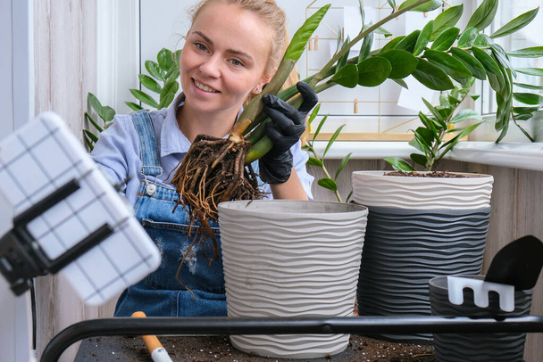 Puutarhuri nainen bloggaaja käyttää puhelinta, kun elinsiirrot sisäkasvit ja käyttää lapio pöydällä. Zamioculcas Käsite kasvien hoito ja kotipuutarha. Kevään istutus - Valokuva, kuva