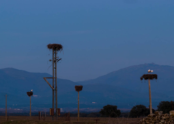 Light poles with storks nest at sunset in Ambroz valley of Extremadura blue hour - Foto, Imagen