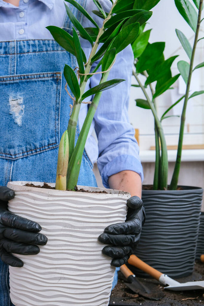 Tuinman vrouw transplanteert binnenplanten en gebruik een schop op tafel. Zamioculcas Concept van de verzorging van planten en home garden. Voorjaarsplantage - Foto, afbeelding