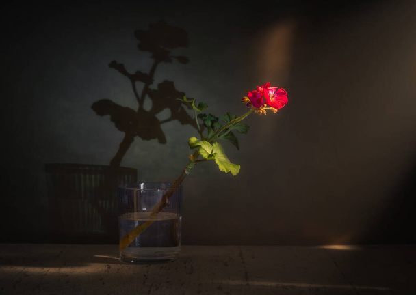 Natura morta con gerani in fiore su uno sfondo scuro e una chiara ombra sul muro. Vintage. - Foto, immagini