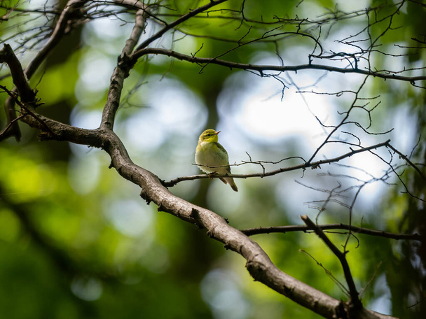 A small wood warbler sitting on a branch in a deciduous forest, sunny day in summer - 写真・画像