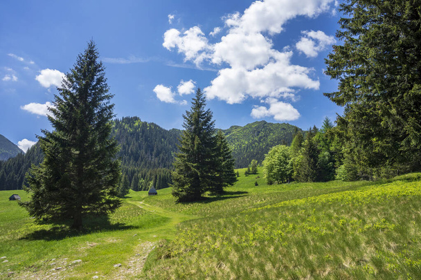 Grüne Wiesen auf der Kalatowki Lichtung. Tatra-Nationalpark. - Foto, Bild