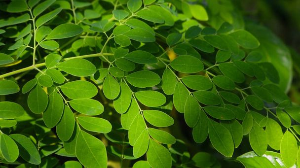 Folhas frescas de Moringa Verde Planta medicinal (Moringa oleifera Lamk.) Moringa natural deixa Fundo Verde. - Foto, Imagem
