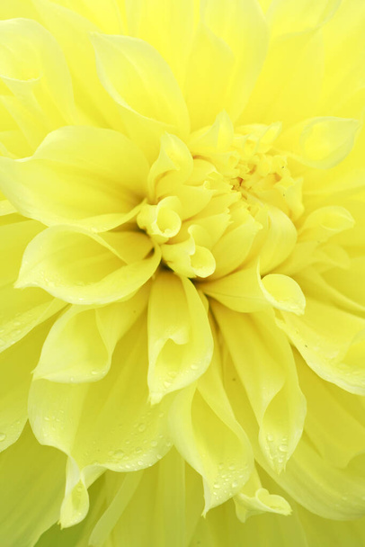 Gros plan de fleur de dahlia jaune . - Photo, image