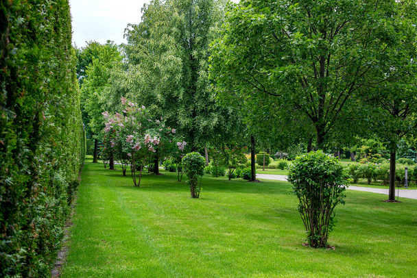 high hedge wall of evergreen arborvitae thuja near of green meadow turf lawn with a deciduous bushes and trees landscape on backyard scenic place, nobody. - Foto, afbeelding