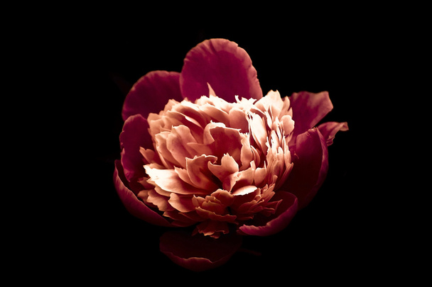 Pink Peony Against the Black. - Foto, afbeelding
