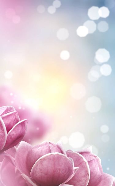 Primer plano de flores rosadas florecientes de magnolia. Fondo de primavera. - Foto, Imagen