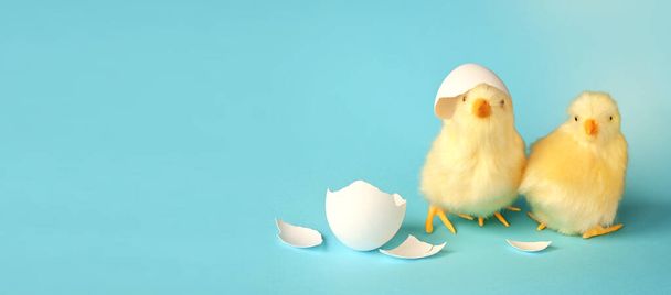 Funny newborn chick with broken egg shell on head, conceptual scene just born. - Photo, Image